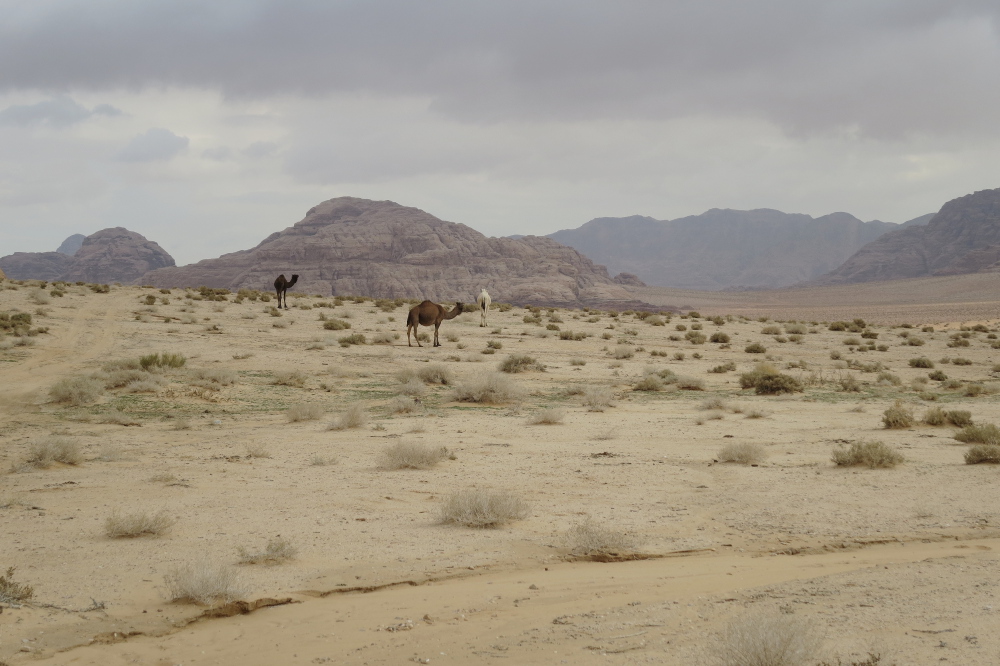 Jordanien – Dromedare im Wadi Rum