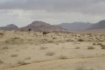 Jordanien – Dromedare im Wadi Rum