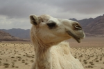 Jordanien – Dromedar im Wadi Rum