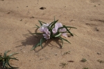 Jordanien – Blume im Wadi Rum
