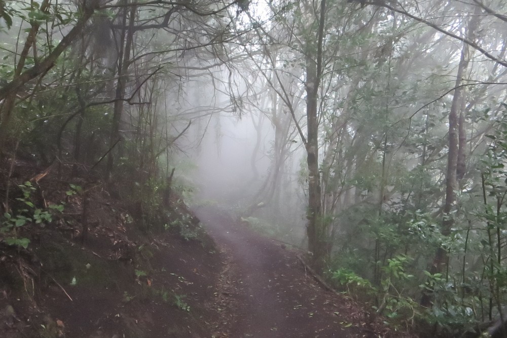 La Gomera: Im Nebelwald bei El Cedro