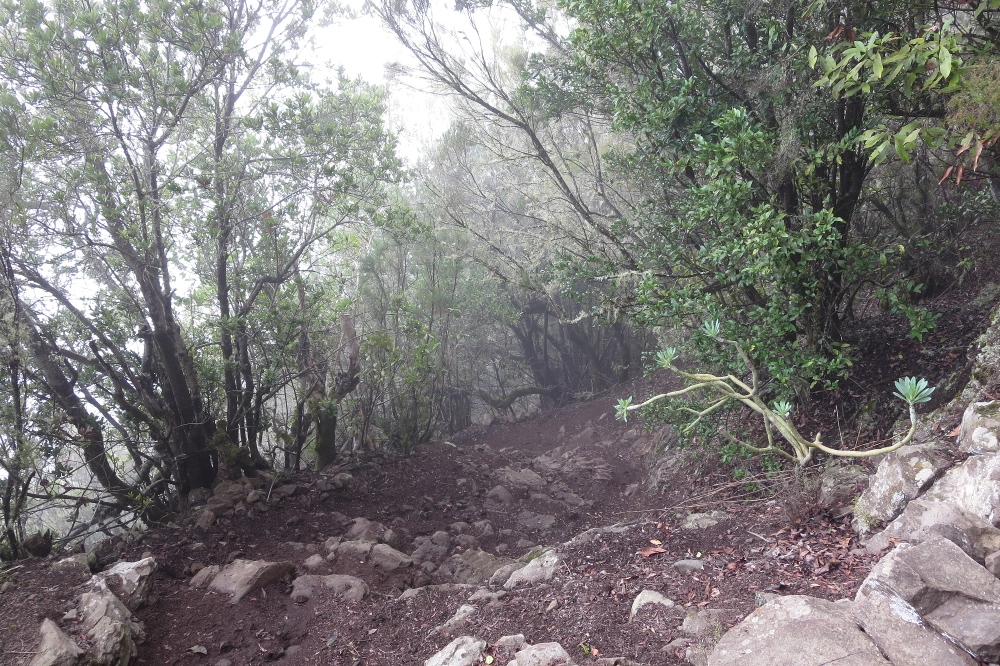 La Gomera: Im Nebelwald bei El Cedro