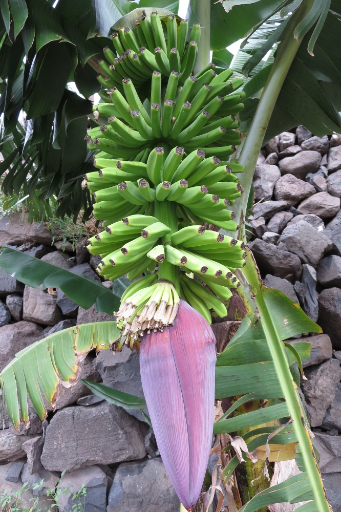 La Gomera: Bananen
