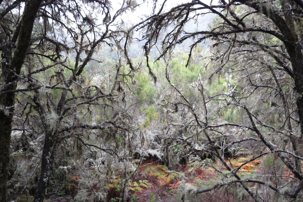 La Gomera: Überzogen mit Flechten und Moosen