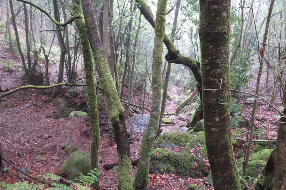 La Gomera: Im Lorbeerwald