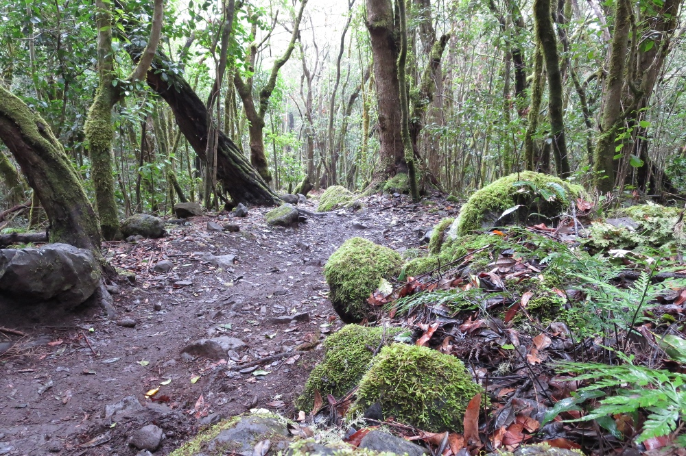 La Gomera: Im Lorbeerwald