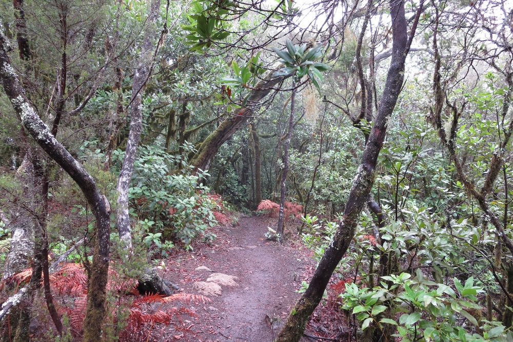 La Gomera: Im Lorbeerwald