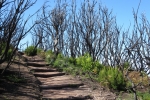 La Gomera: Spuren des verheerenden Feuers 2012
