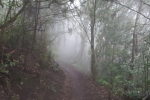 La Gomera: Im Nebelwald bei El Cedro