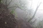 La Gomera: Im Nebelwald bei El Cedro