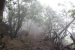 La Gomera: Im Nebelwald bei El Cedro
