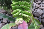 La Gomera: Bananen