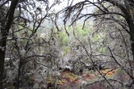 La Gomera: Überzogen mit Flechten und Moosen