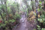 La Gomera: Im Lorbeerwald