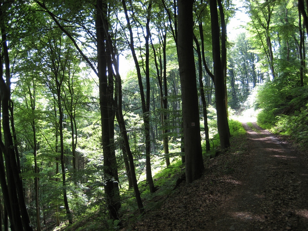 Sonniger Hangweg