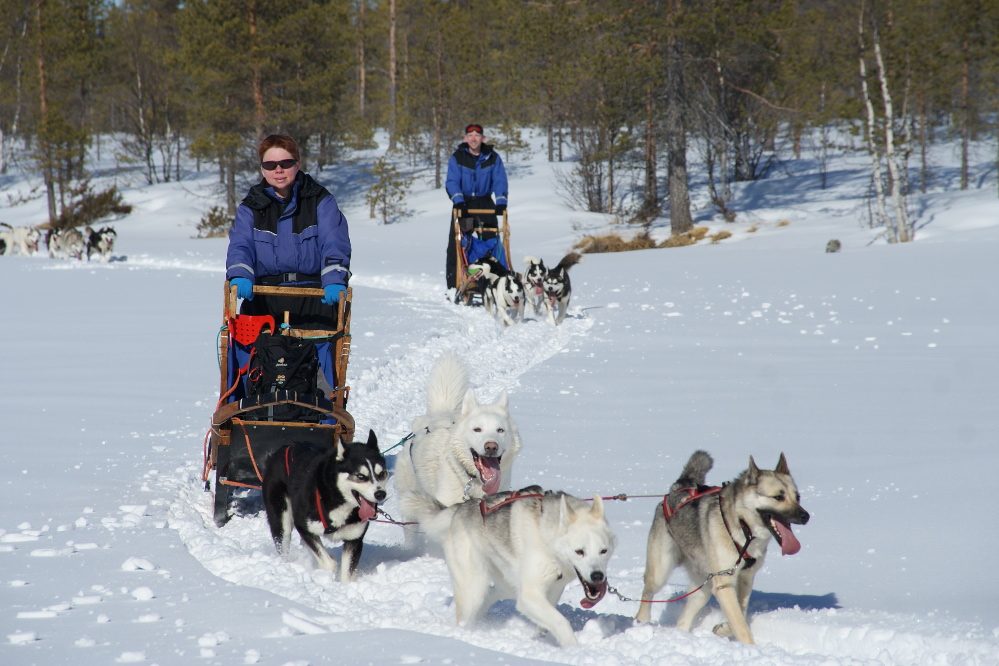 Lapplands Drag – Husky Expedition: Auf der Einführungstour