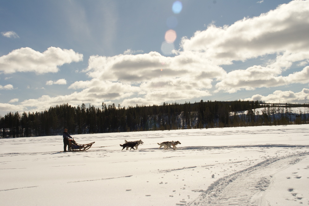 Lapplands Drag – Husky Expedition: Auf der Einführungstour