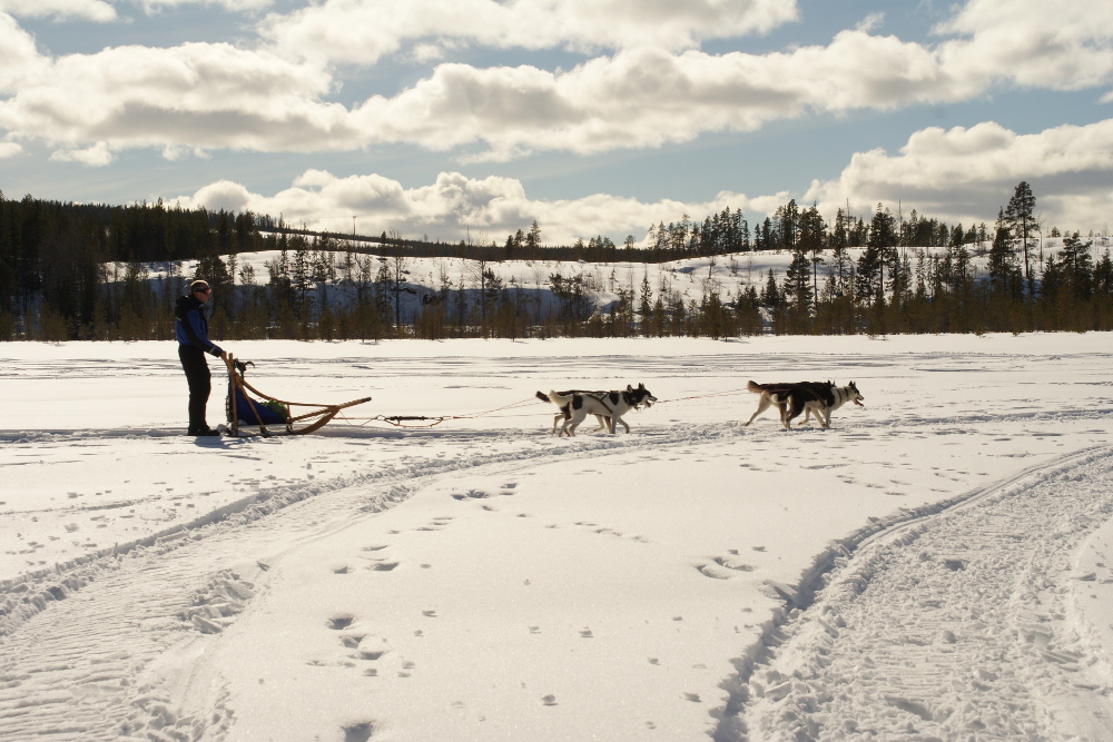 Lapplands Drag – Husky Expedition: Auf der Einführungstour
