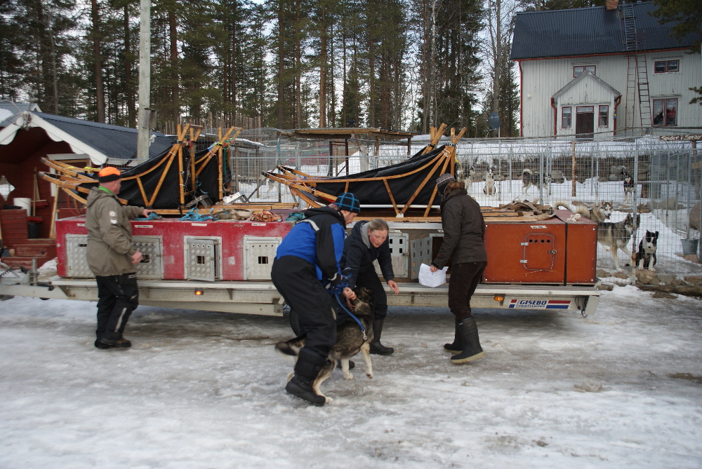 Lapplands Drag – Husky Expedition: Die Hunde werden verladen
