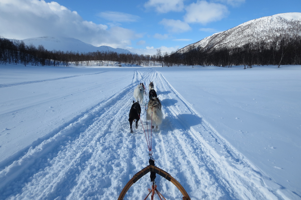 Lapplands Drag – Husky Expedition: Im Vindelfjällen