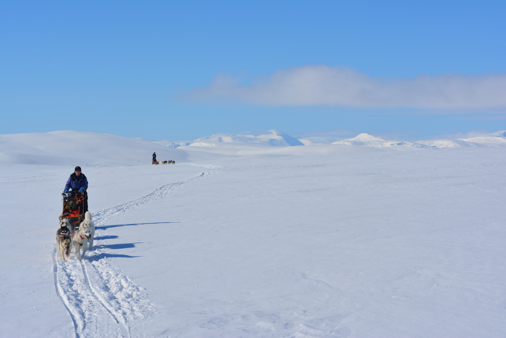 Lapplands Drag – Husky Expedition: Hochplateau im Vindelfjällen