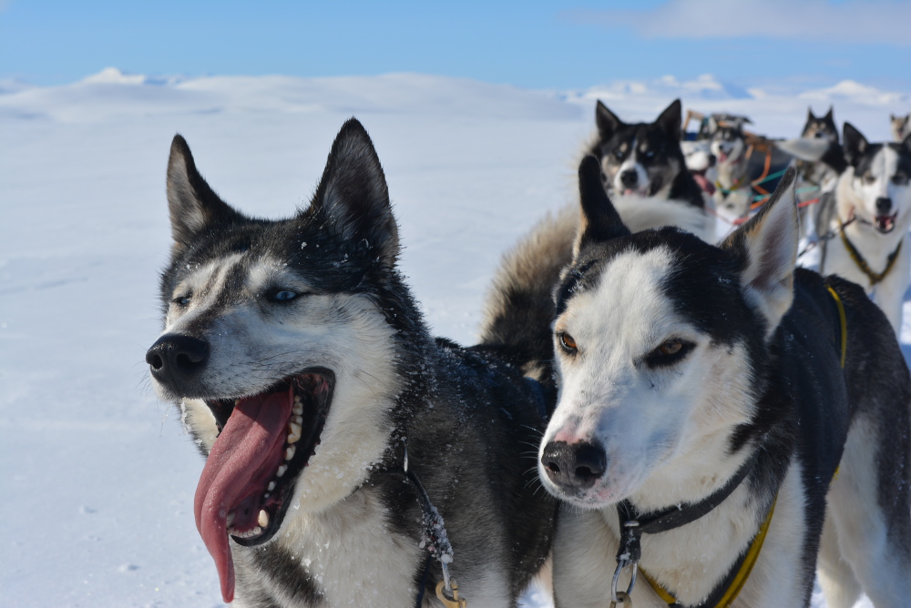 Lapplands Drag – Husky Expedition