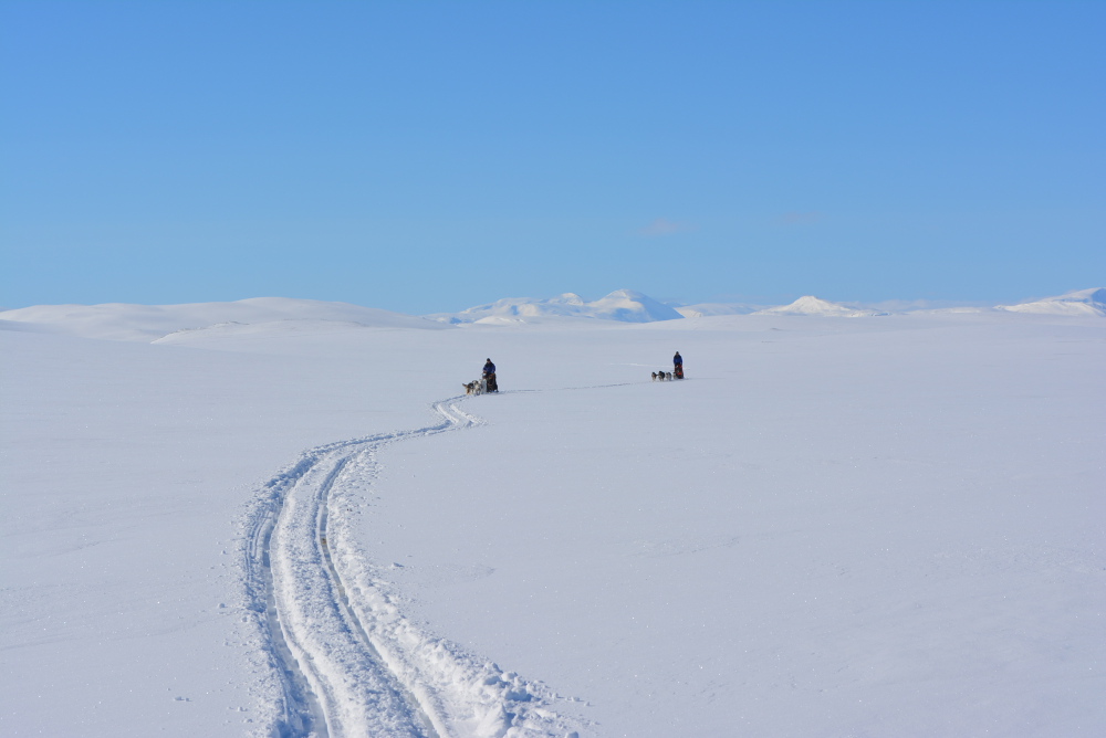 Lapplands Drag – Husky Expedition: Auf dem Hochplateau