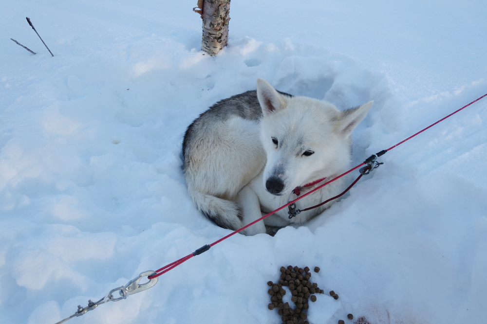 Lapplands Drag – Husky Expedition