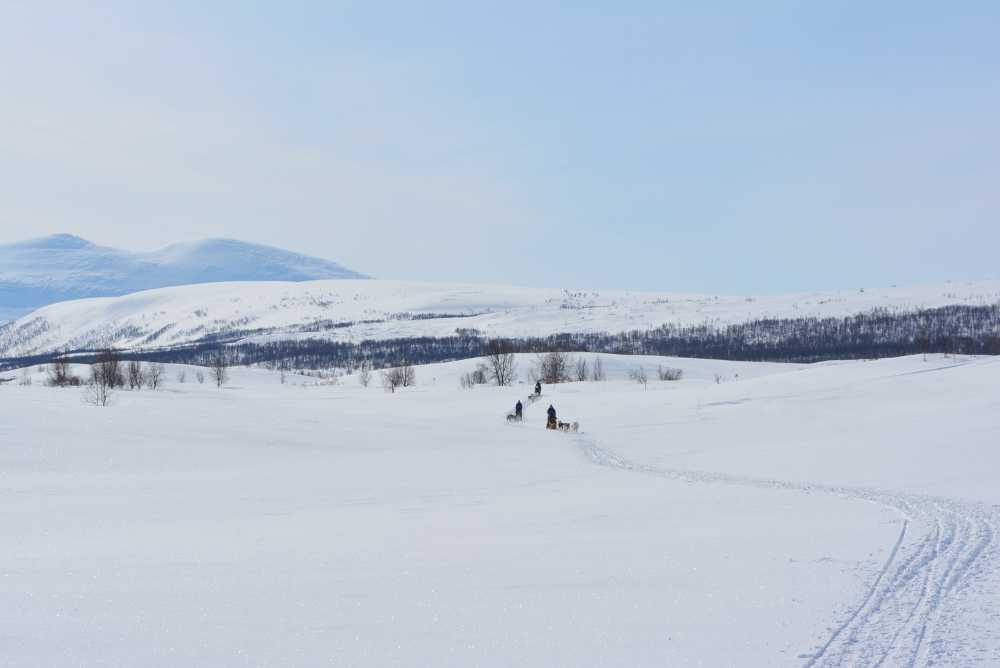 Lapplands Drag – Husky Expedition