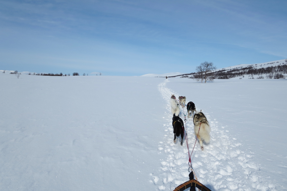 Lapplands Drag – Husky Expedition