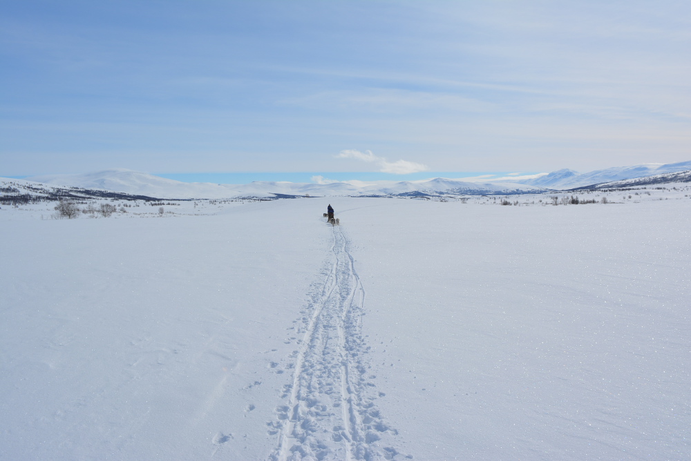 Lapplands Drag – Husky Expedition