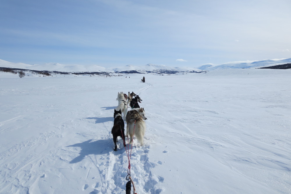 Lapplands Drag – Husky Expedition