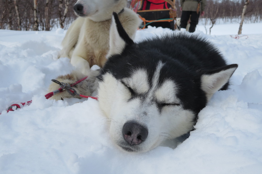 Lapplands Drag – Husky Expedition: Monster ist müde