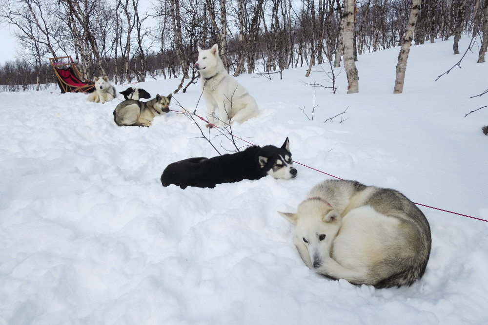 Lapplands Drag – Husky Expedition: Volvo hat noch Kraft zum Sitzen