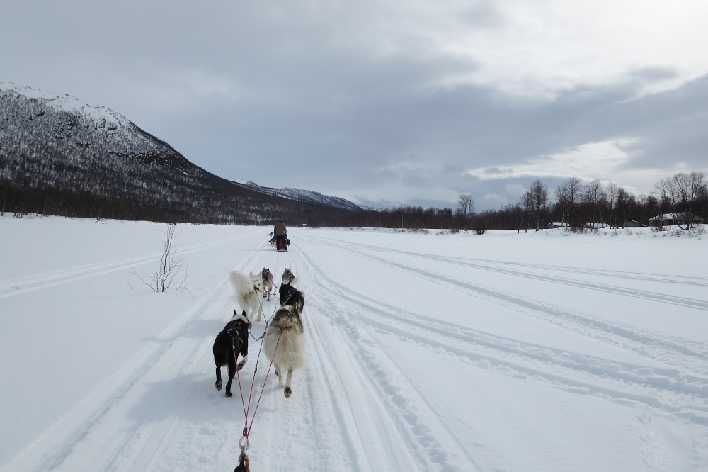 Lapplands Drag – Husky Expedition