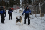 Lapplands Drag – Husky Expedition: Die Hunde werden verladen