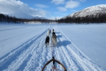 Lapplands Drag – Husky Expedition: Im Vindelfjällen