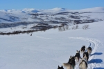 Lapplands Drag – Husky Expedition