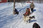 Lapplands Drag – Husky Expedition