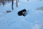 Lapplands Drag – Husky Expedition