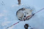 Lapplands Drag – Husky Expedition