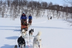 Lapplands Drag – Husky Expedition