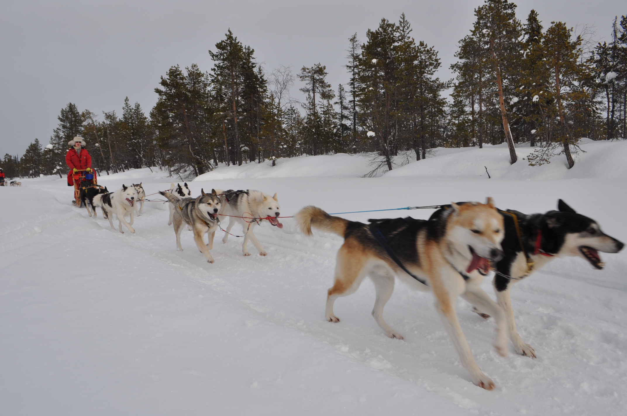 Lapplands Drag: Monis Achter-Gespann