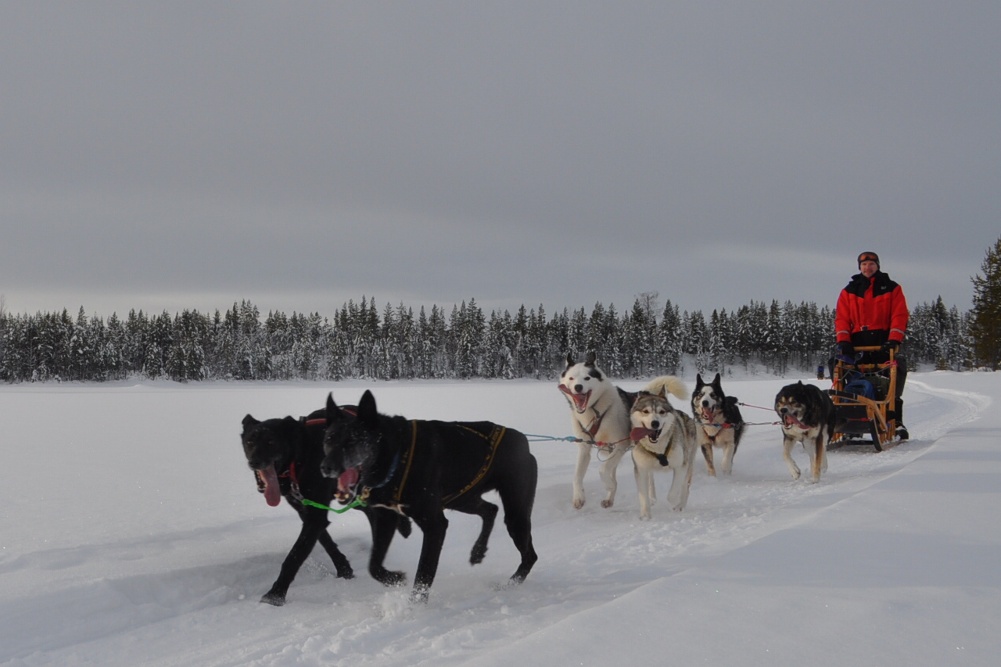 Lapplands Drag: Heinecken und Holtan geben das Tempo vor