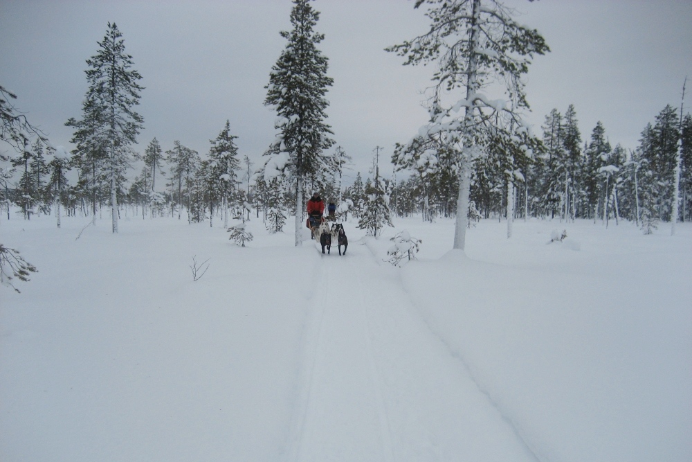 Lapplands Drag: Die Verfolger im Nacken
