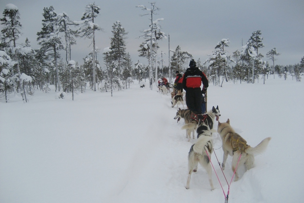 Lapplands Drag: Immer diese Staus...