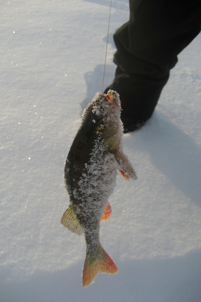 Lapplands Drag: Ein 'kapitaler' Barsch