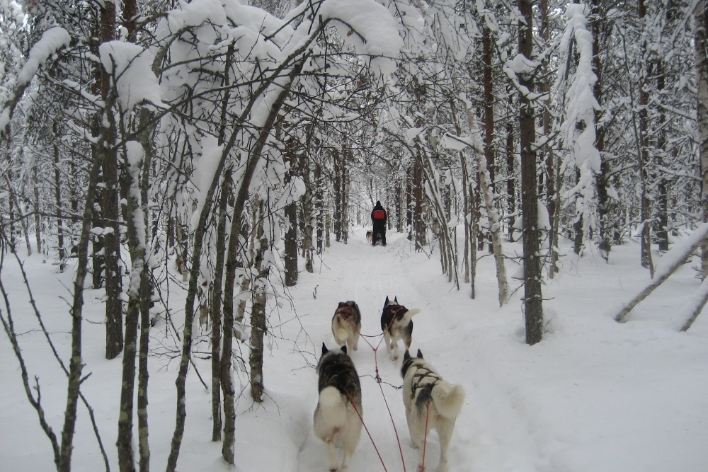 Lapplands Drag: Im Zauberwald