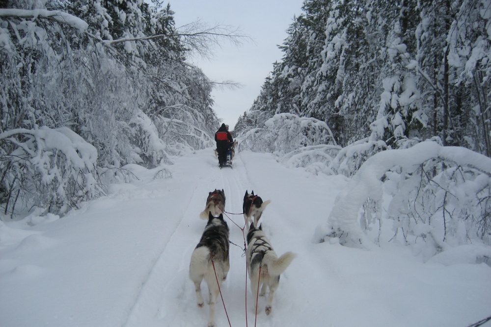 Lapplands Drag: Laufen, laufen, laufen...