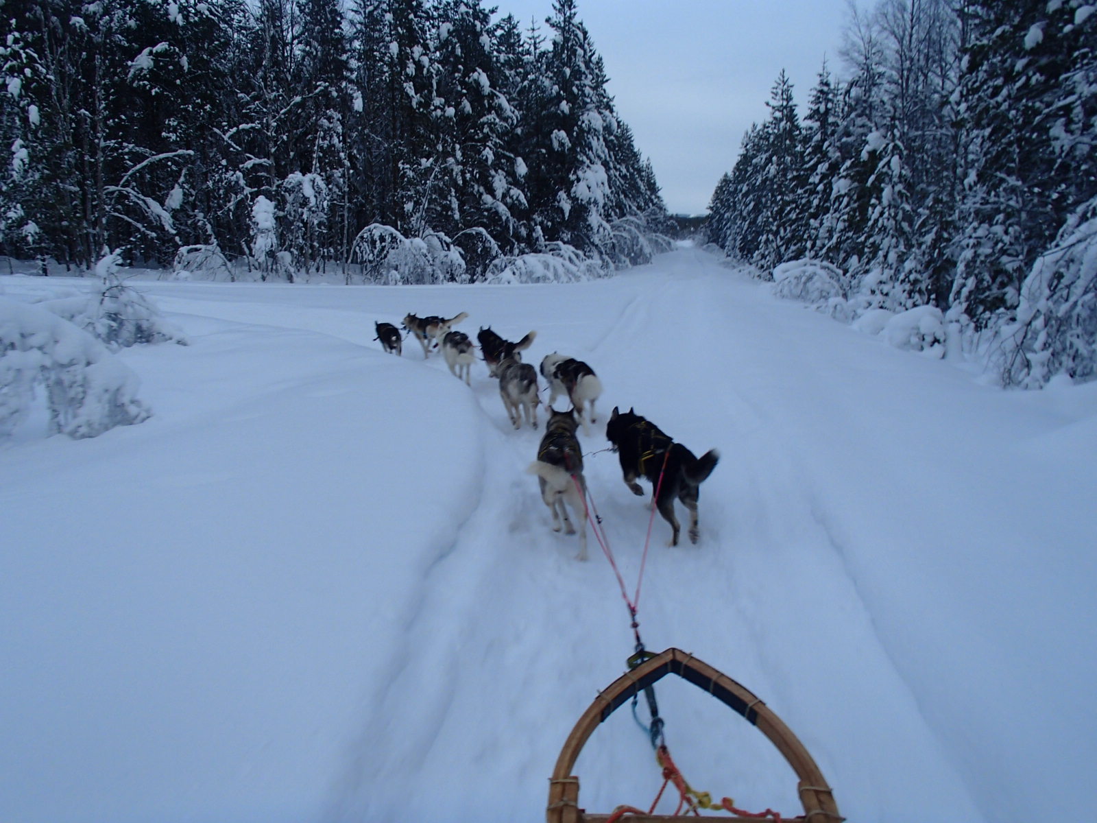 Lapplands Drag: Beeindruckender Blick auf Monis langes Gespann